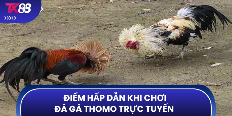 Điểm hấp dẫn khi chơi đá gà Thomo trực tuyến